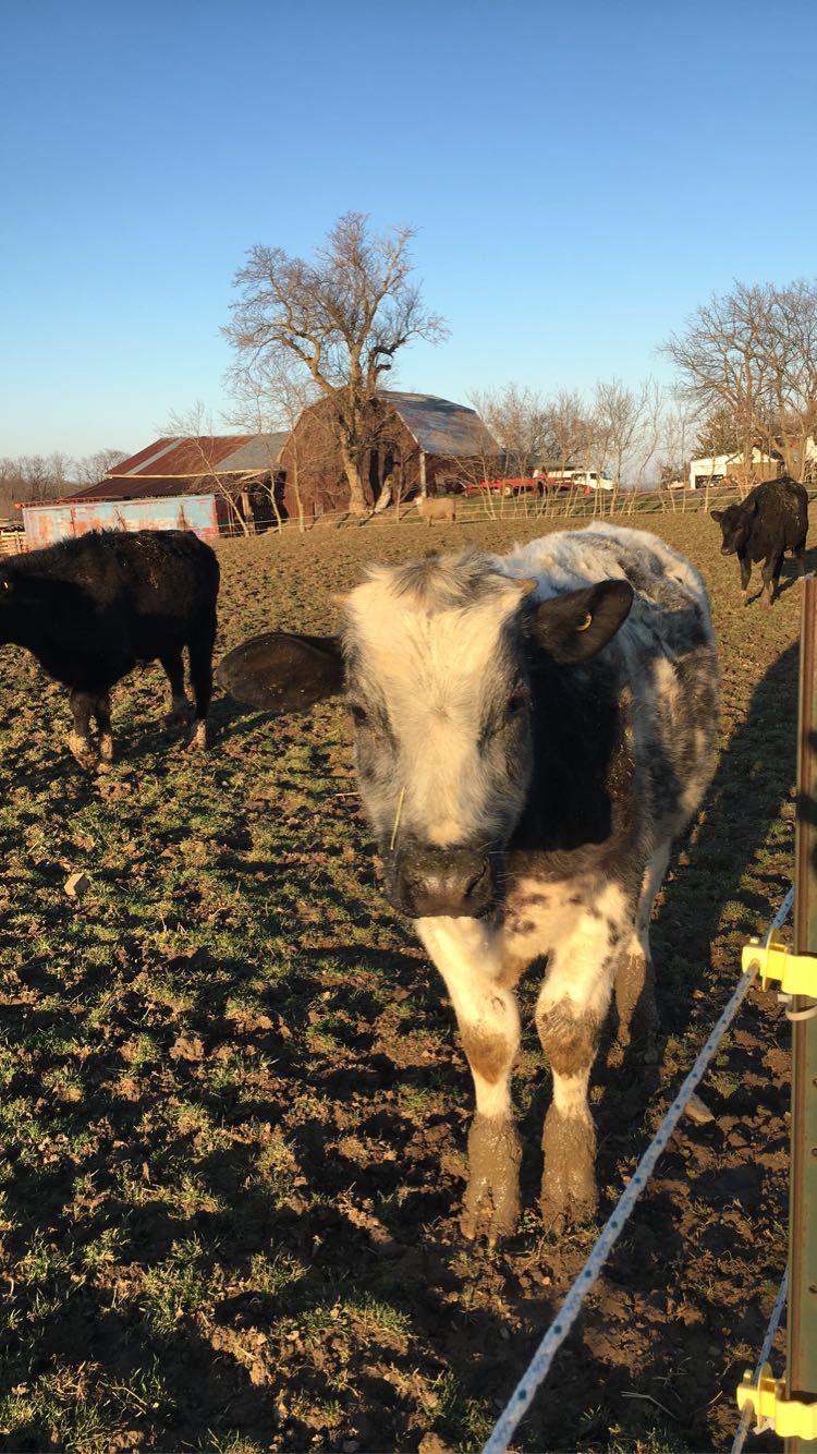 Astonville Farms | 3802 Mountainview Rd, Beamsville, ON L0R 1B2, Canada | Phone: (905) 687-0679