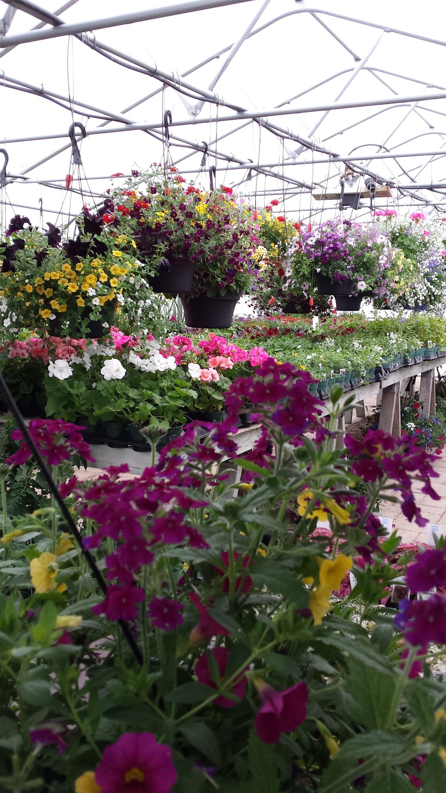 Saharas Garden Centre | 400052, Grey County Rd 4, Flesherton, ON N0C 1E0, Canada | Phone: (519) 924-9993