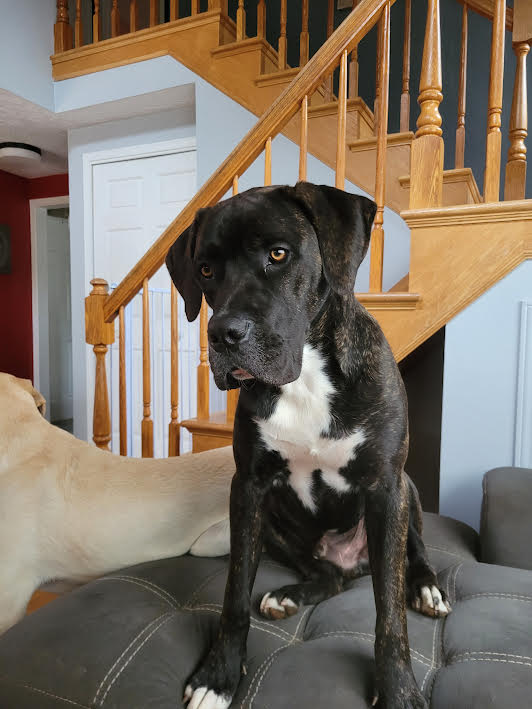 Sisters Doggy Daycare & Boarding | Grattan Rd, Sainte-Anne-de-Kent, NB E4S 1B5, Canada | Phone: (506) 521-0649