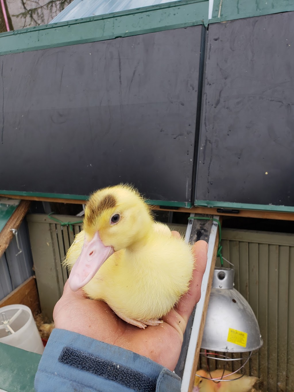 Freys Hatchery | 80 Northside Dr, St. Jacobs, ON N0B 2N0, Canada | Phone: (519) 664-2291
