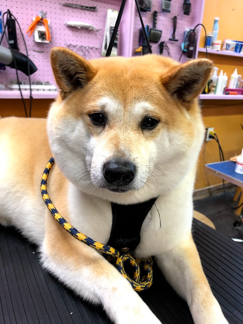 Paw Palace Dog Grooming 宠妃宠物美容 | 4051 Macdonald St, Vancouver, BC V6L 2N8, Canada | Phone: (604) 722-2070