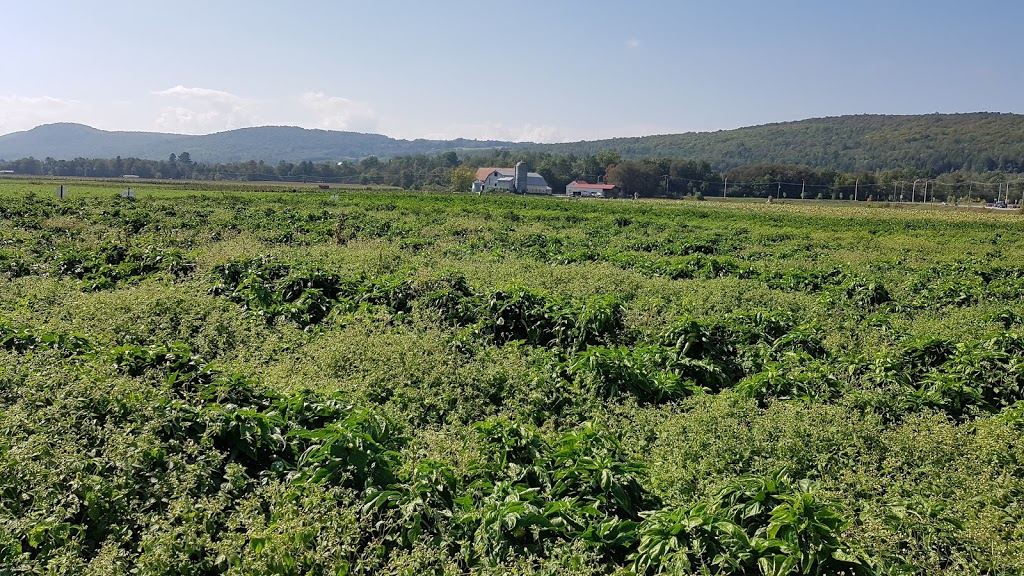 Ferme Wera Lennoxville | 3900 143 Rte, Waterville, QC J0B 3H0, Canada | Phone: (819) 562-5938
