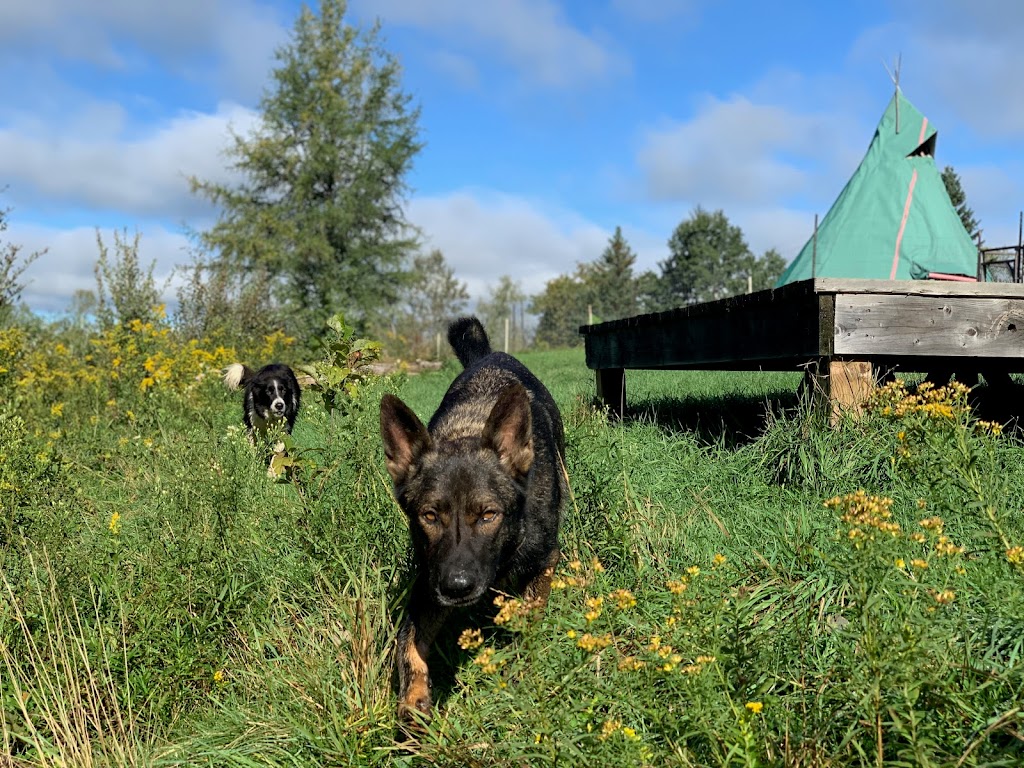 Ranch Canin Manitou | 1030 QC-352, Sainte-Thècle, QC G0X 3G0, Canada | Phone: (418) 507-6668