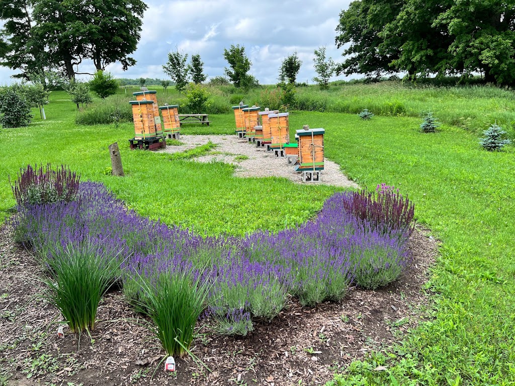 Fielding Bees | 41803 Hydro Line Rd, Seaforth, ON N0K 1W0, Canada | Phone: (519) 525-8112