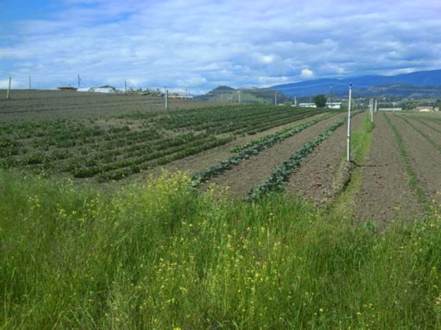 Quails View Farm RV Park | 2105 Morrison Rd, Kelowna, BC V1X 4W4, Canada | Phone: (250) 862-1025