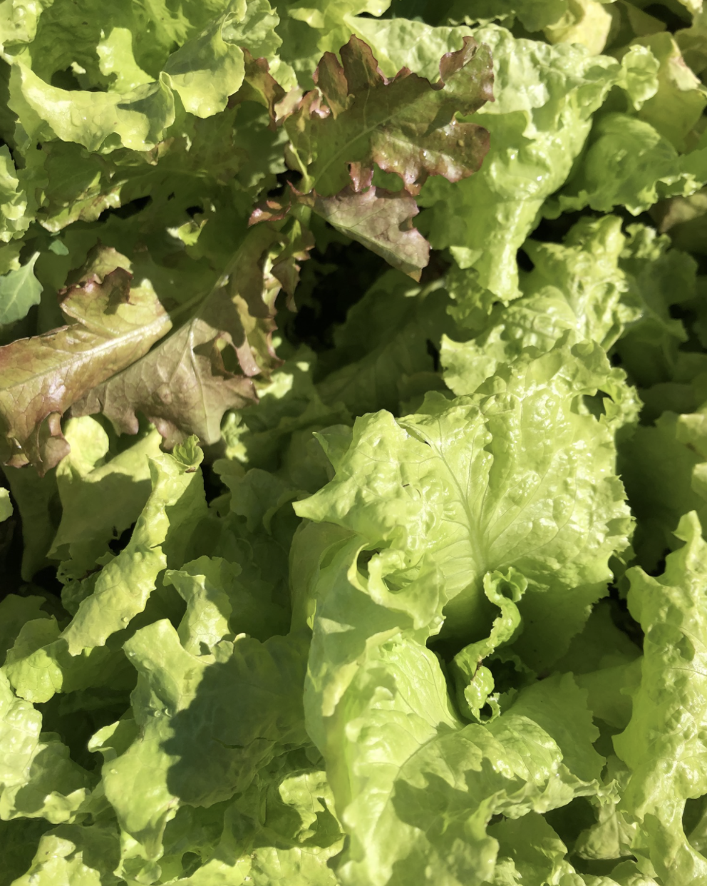 Franklins Produce | 1462 N Line, Kincardine, ON N2Z 2X4, Canada | Phone: (519) 708-0598