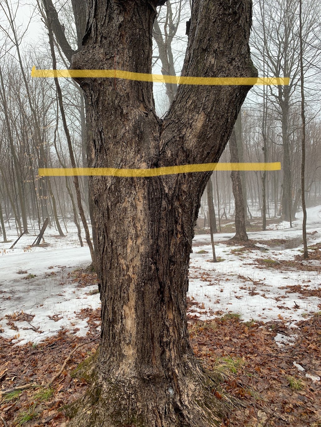 Arborist Tree Service | 1709 Beachburg Rd, Beachburg, ON K0J 1C0, Canada | Phone: (613) 639-4804