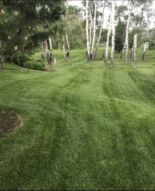 Absolute Yardworks Ltd. | 170 Valley Stream Cir NW, Calgary, AB T3B 5W1, Canada | Phone: (403) 862-0283