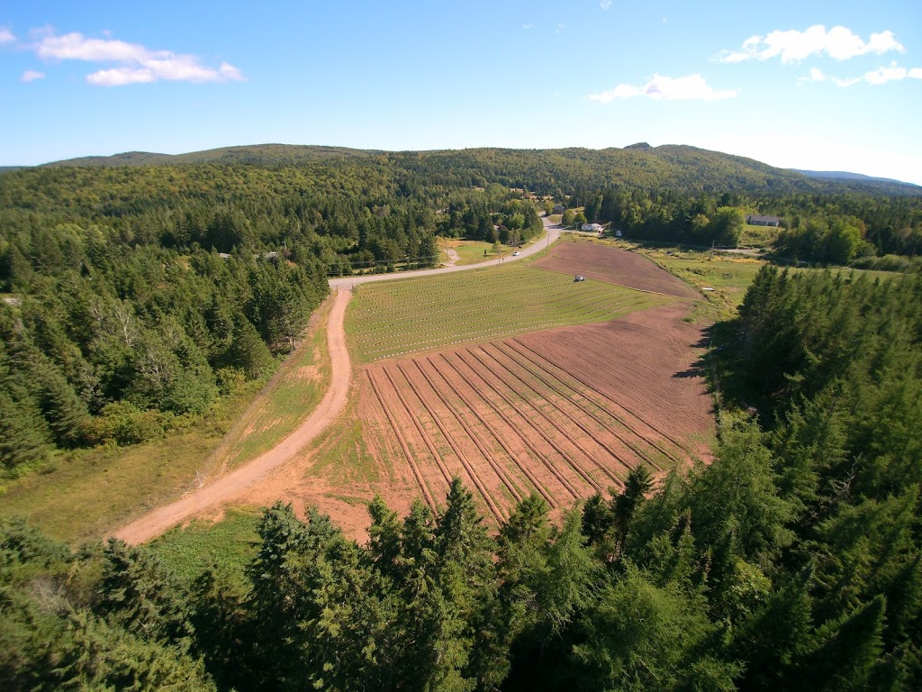 Weatherbys Peak berry orchard | Armstrong Rd, Upham Parish, NB E5N, Canada | Phone: (506) 434-9178