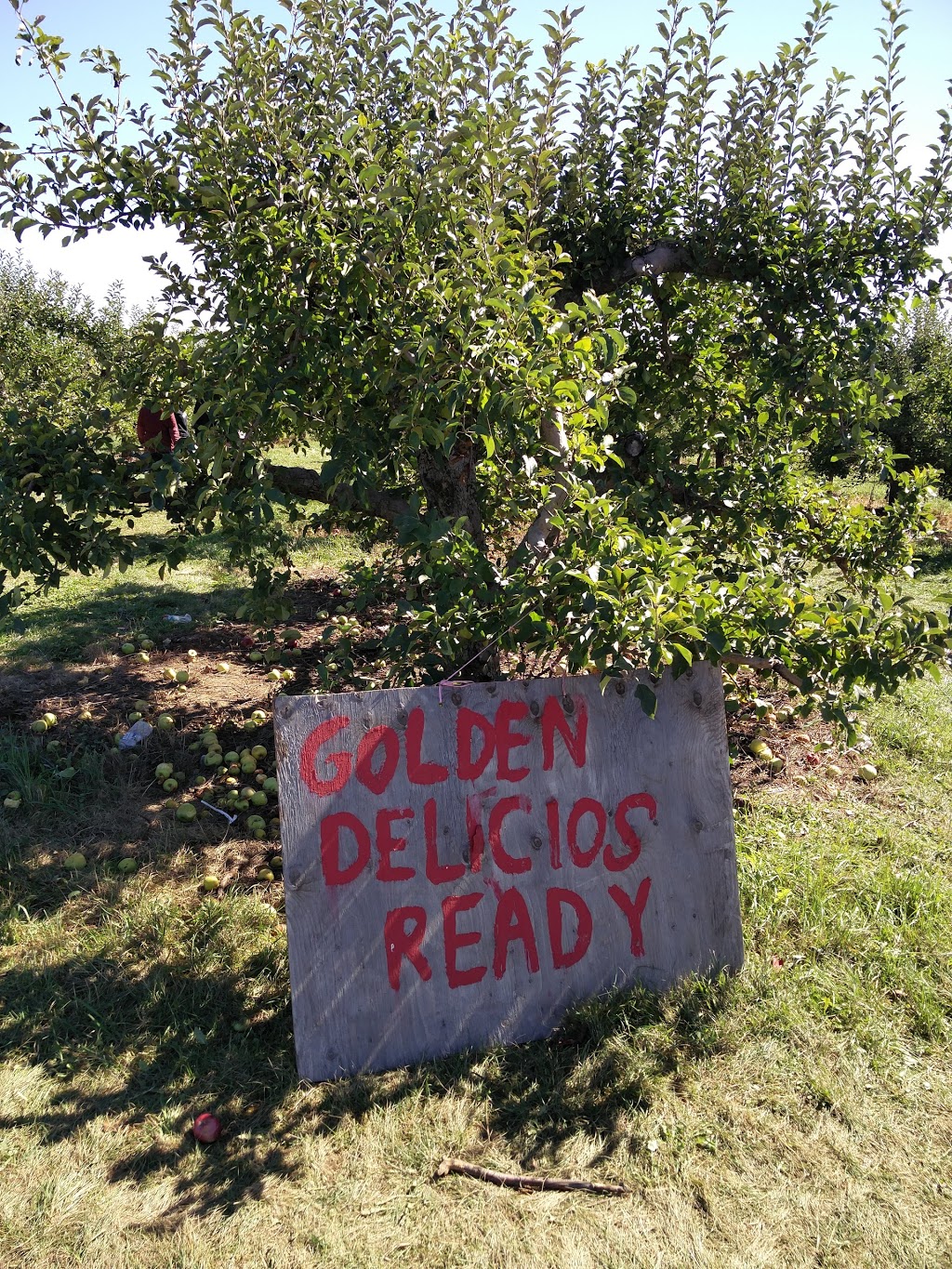 The Bigr Apple Farm | 8674 Heritage Rd, Brampton, ON L6Y 0E1, Canada | Phone: (647) 929-5408