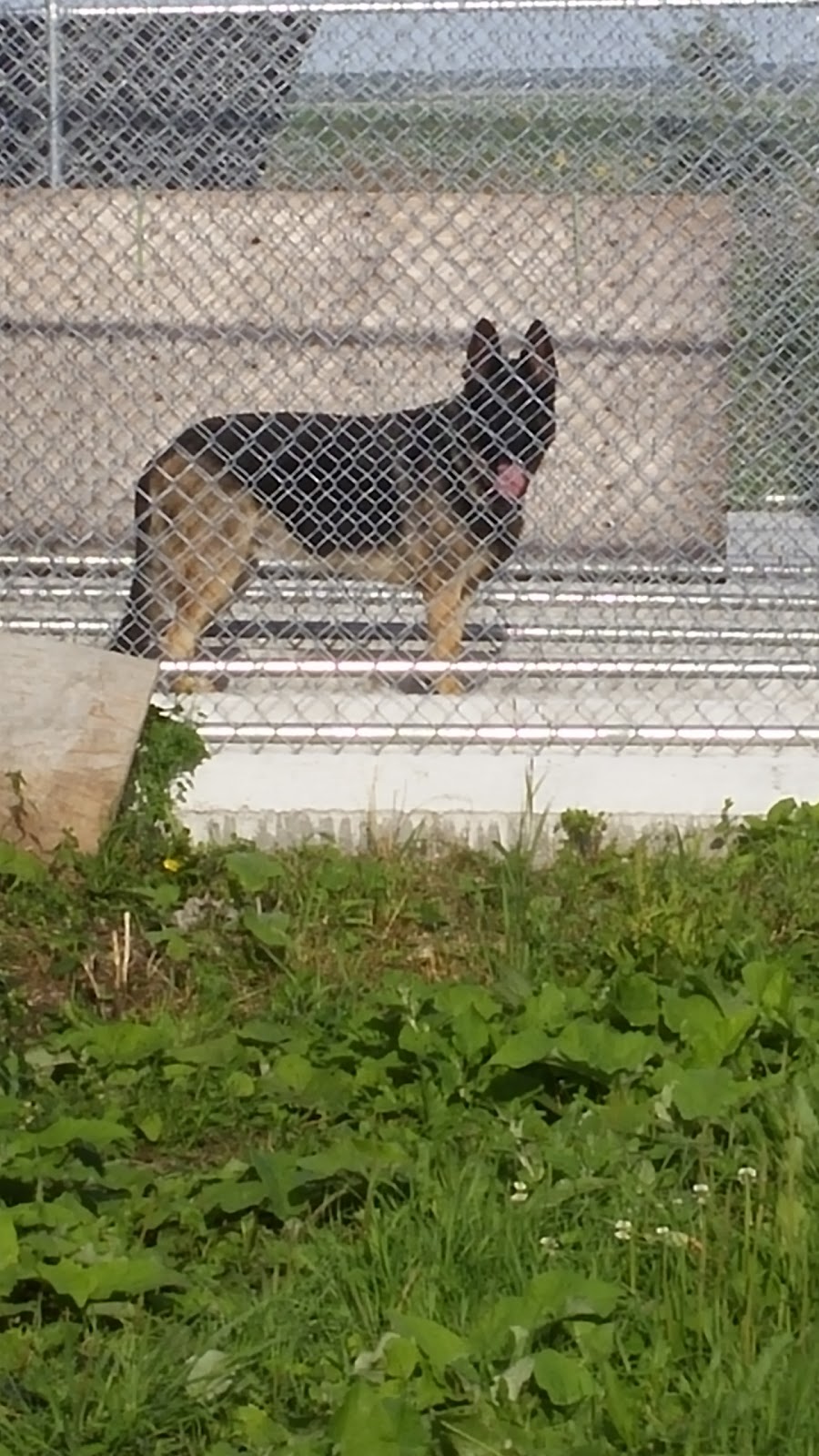Brokenhead River Kennel | Mile Road 82, RM of Brokenhead, Ladywood, MB R0E 0C0, Canada | Phone: (204) 205-0653