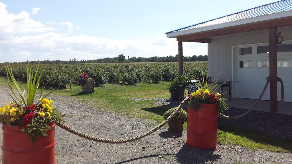 Bleuetière lapointe | 165 1er Rang E, Saint-Gervais, QC G0R 3C0, Canada | Phone: (418) 887-3501