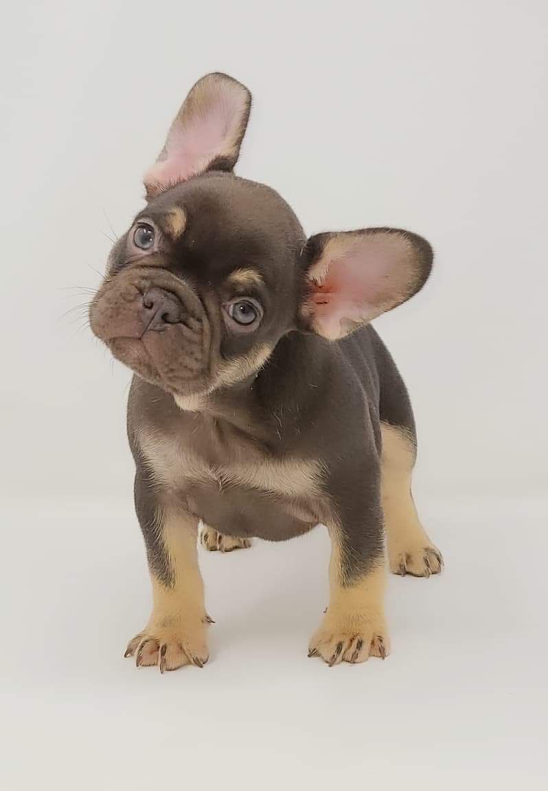 Elite Frenchies | 140 Sagewood Blvd SW #202, Airdrie, AB T4B 3H5, Canada | Phone: (902) 471-2321
