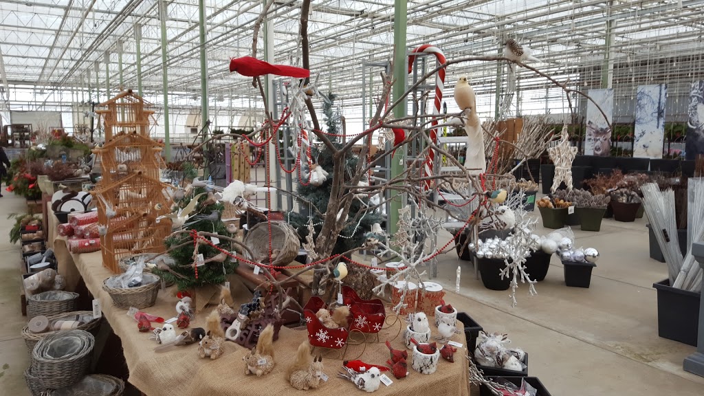 Colour Paradise Greenhouses | 1209 Bleams Rd, Petersburg, ON N0B 2H0, Canada | Phone: (519) 745-0200