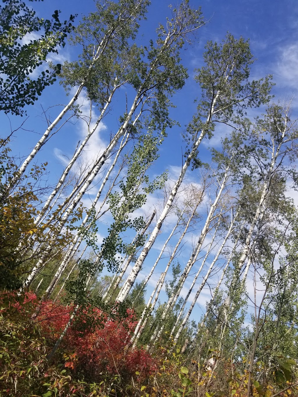 Summerwood Sunfield Park | Sherwood Park, AB T8H 0J9, Canada