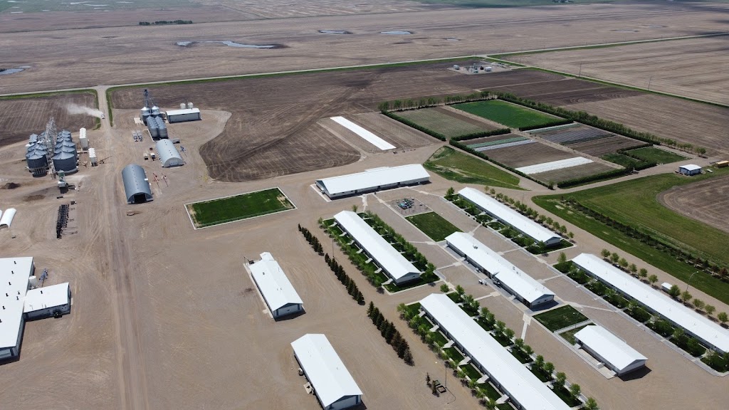 Prairie home farms | AB-61, Wrentham, AB T0K 2P0, Canada | Phone: (587) 787-2450