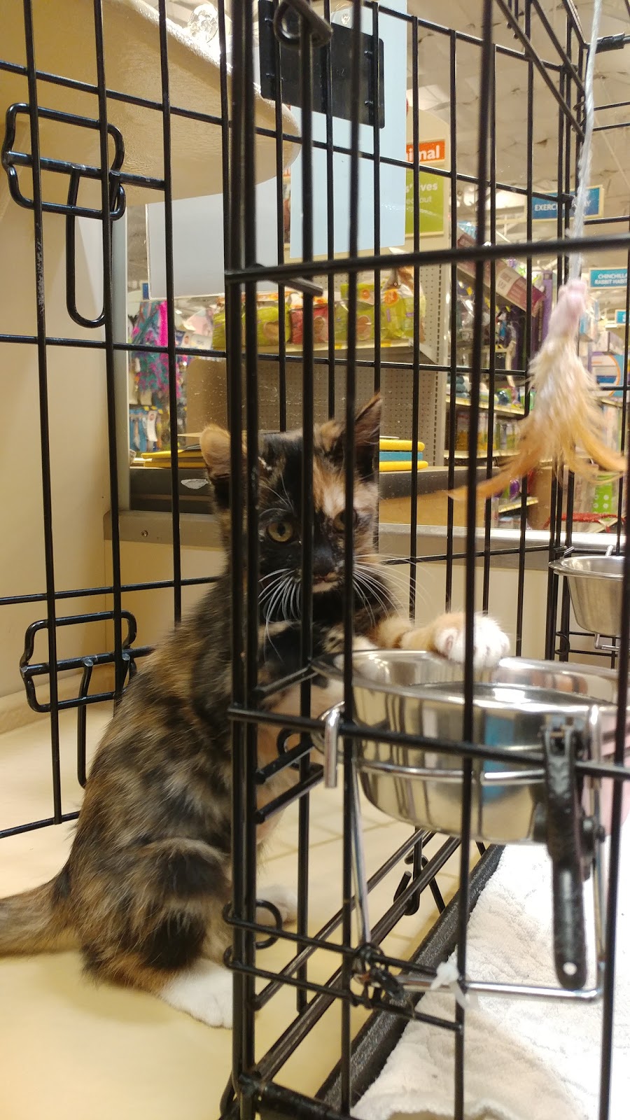 PetSmart | 4379 Guide Meridian St, Bellingham, WA 98226, USA | Phone: (360) 738-9653