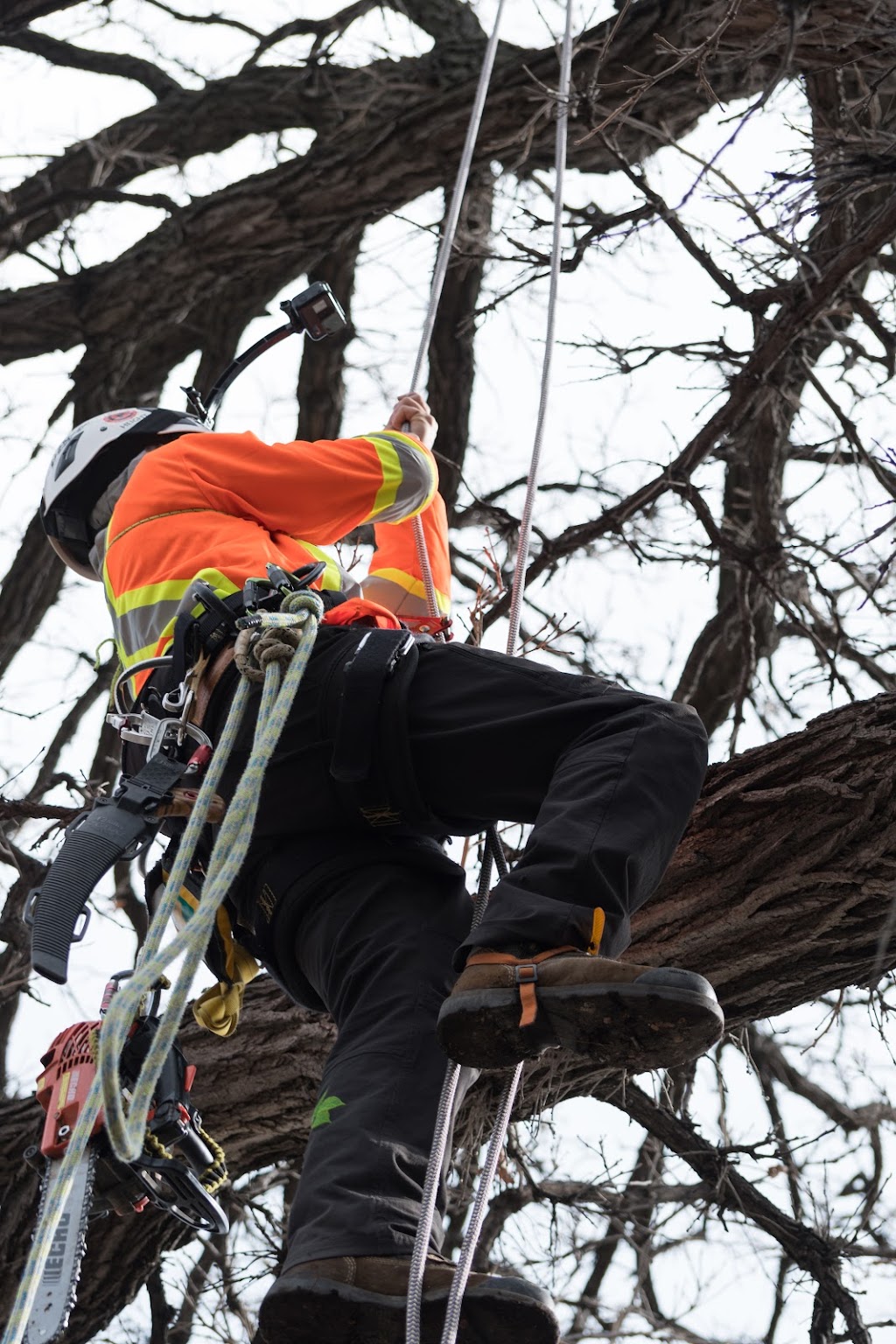 Britton Tree Care | 572 Jubilee Ave, Winnipeg, MB R3L 1P3, Canada | Phone: (204) 799-2504