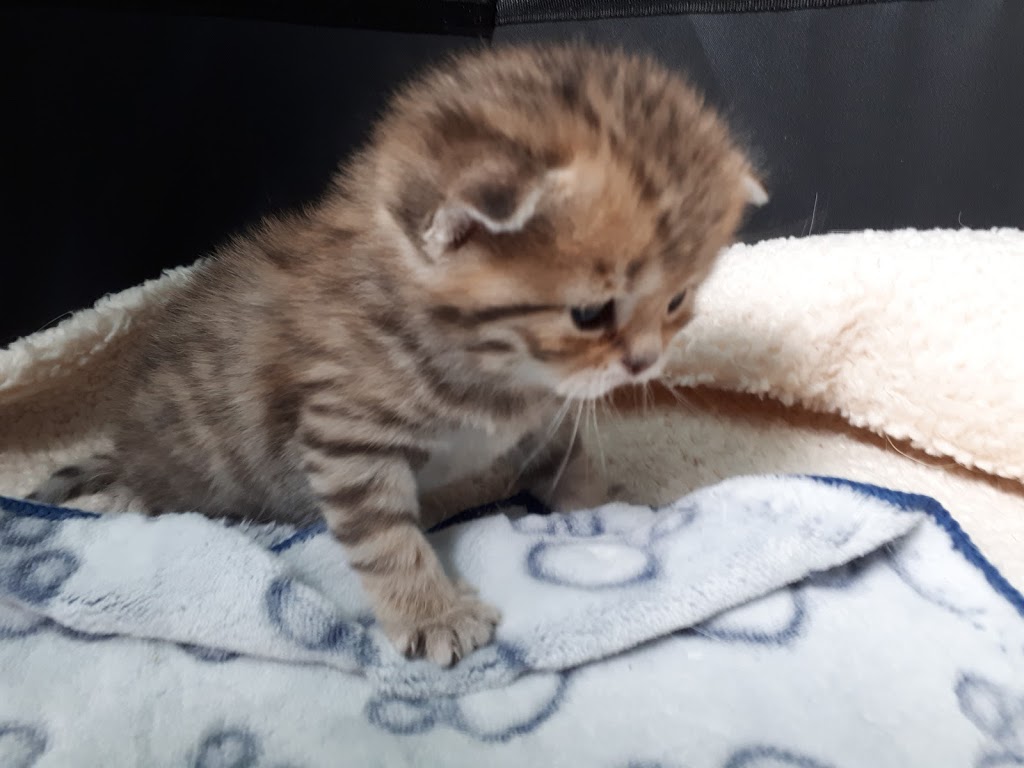 Scottish Cats of Montreal Lutus cattery | 5475 Avenue Westminster, Côte Saint-Luc, QC H4X 2A4, Canada | Phone: (438) 998-7057
