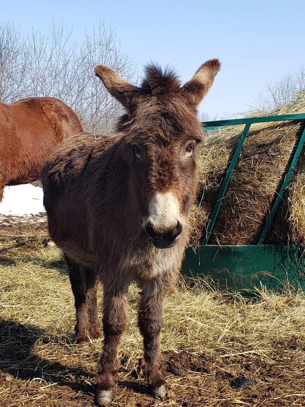 The Sharp Life Homestead | 1633 Dunns Line RR5, Coldwater, ON L0K 1E0, Canada | Phone: (705) 330-1243