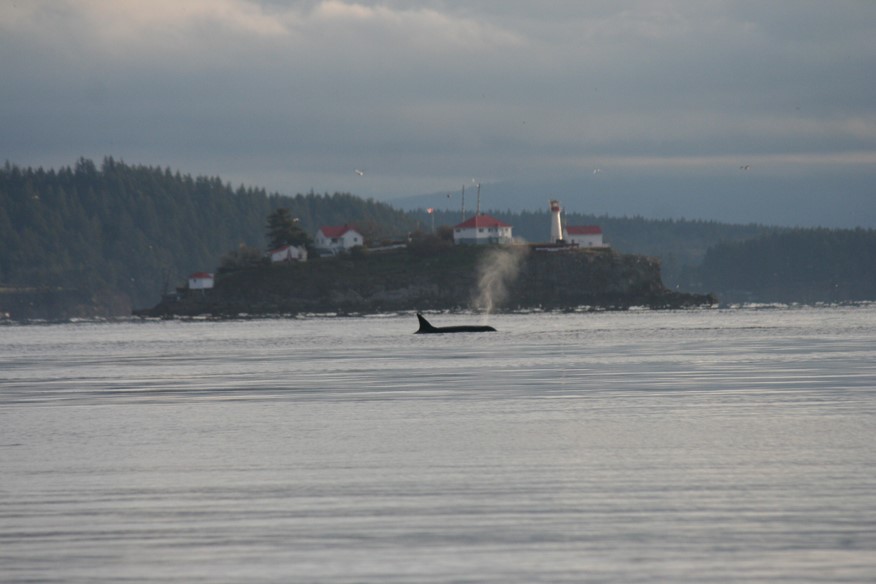 Island Views B & B | 5071 Seaview Dr, Bowser, BC V0R 1G0, Canada | Phone: (250) 757-9995