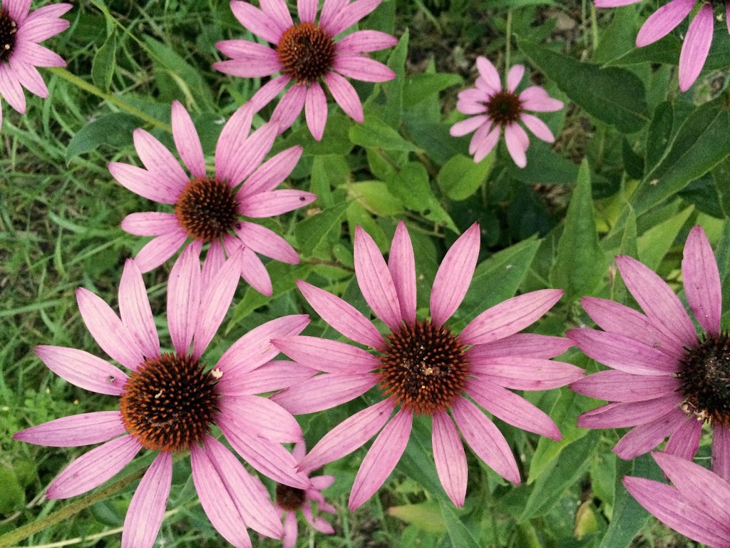 Woods Wildscaping | 627127, Grey County Rd 119, Grey Highlands, ON N0H 1J0, Canada | Phone: (416) 662-3749