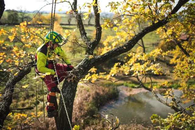 Sumas Tree Service | 2332 Whatcom Rd #16003, Abbotsford, BC V3G 0C6, Canada | Phone: (236) 233-3202