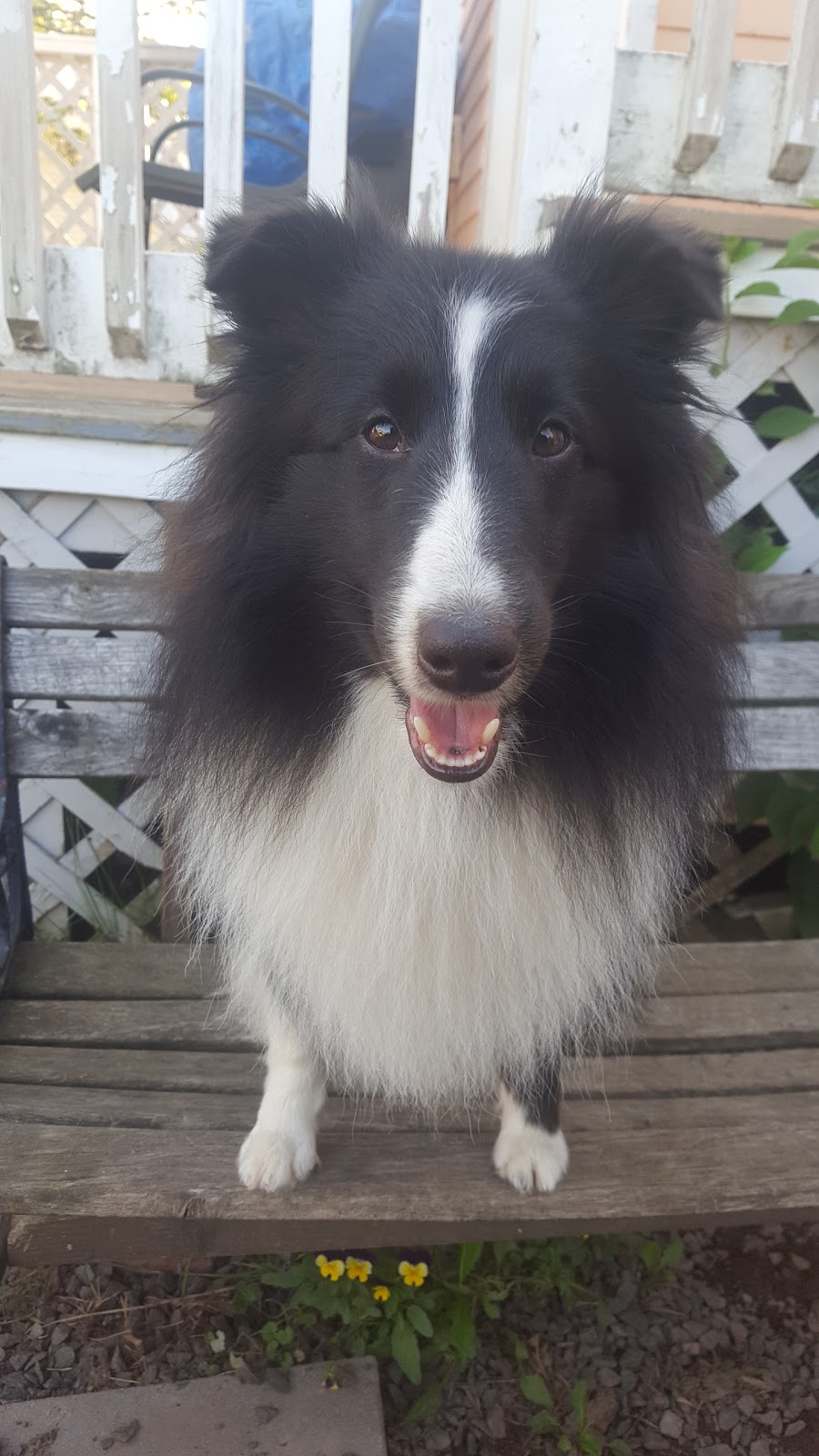 R&H Shelties & Pet Grooming | 148 Granville St, Bridgetown, NS B0S 1C0, Canada | Phone: (902) 588-2016