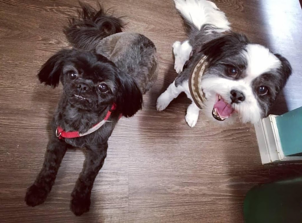 Howling Hounds Grooming | 26 Burns Cir, Barrie, ON L4N 5J8, Canada | Phone: (705) 241-5774