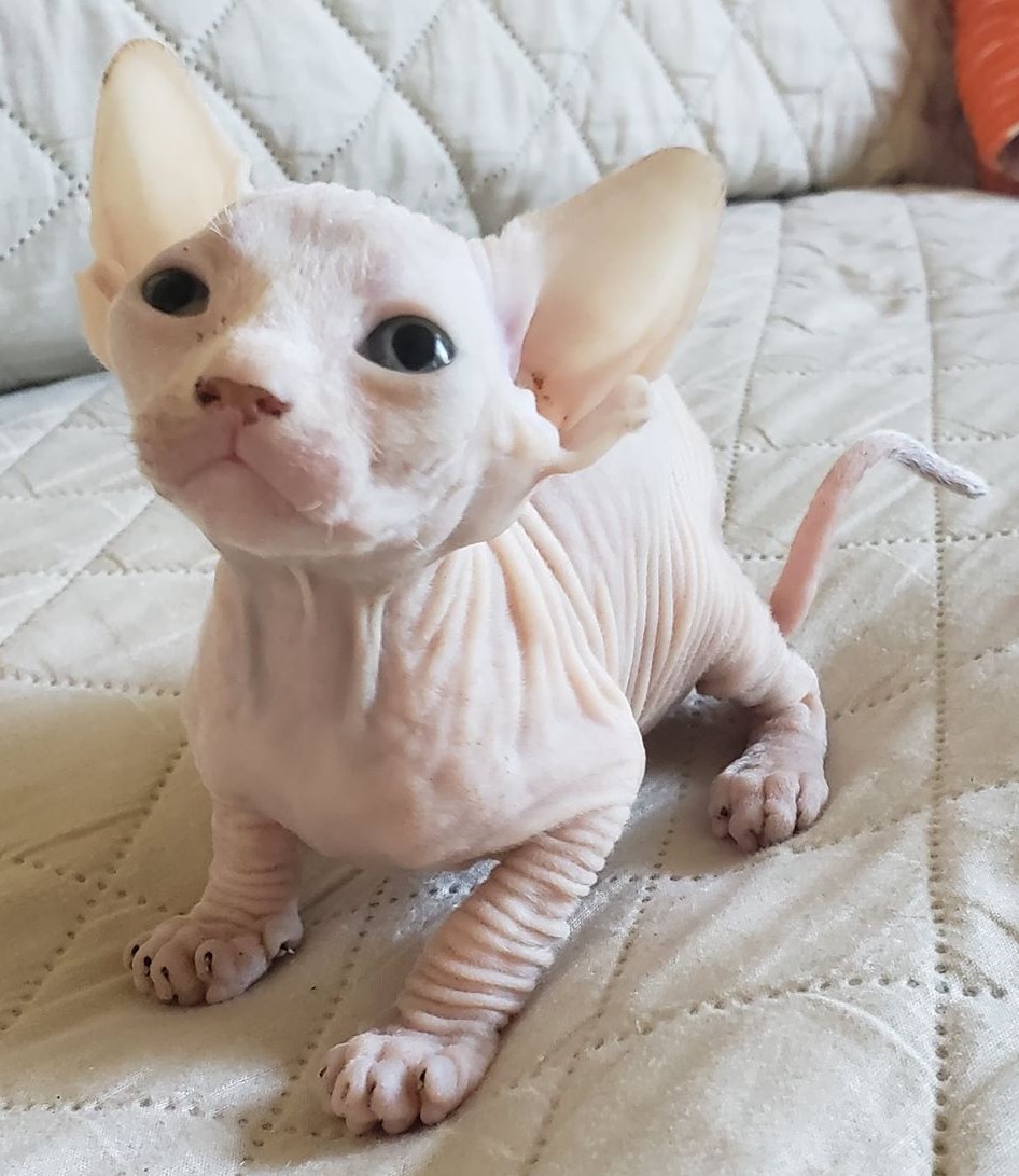 Rare N Bare Sphynx Cattery | 78 Main St S POB 128, Hagersville, ON N0A 1H0, Canada | Phone: (905) 379-4489