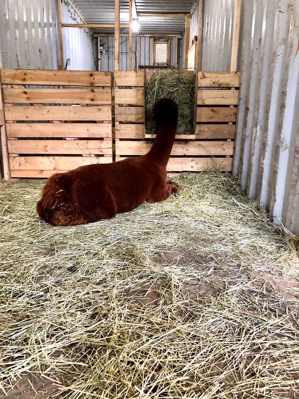Windmill Point Alpaca Farm | 24 Otter Ln, Coboconk, ON K0M 1K0, Canada | Phone: (289) 969-0314