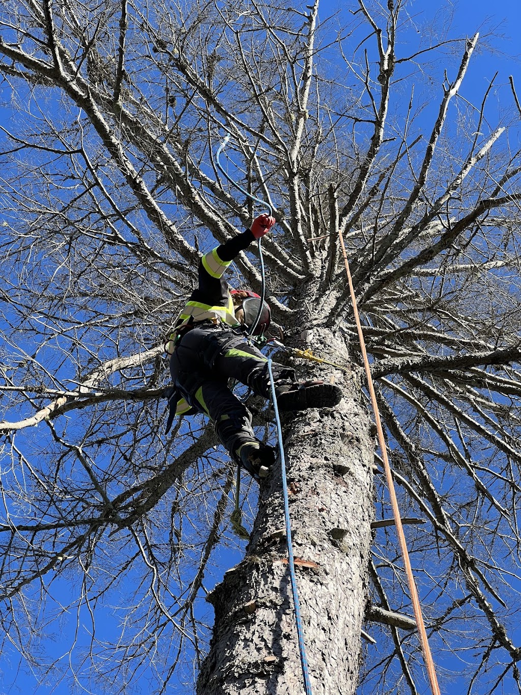 Foxwood Tree Care | Foxwood Crescent, Mineville, NS B2Z 1J7, Canada | Phone: (902) 401-2881