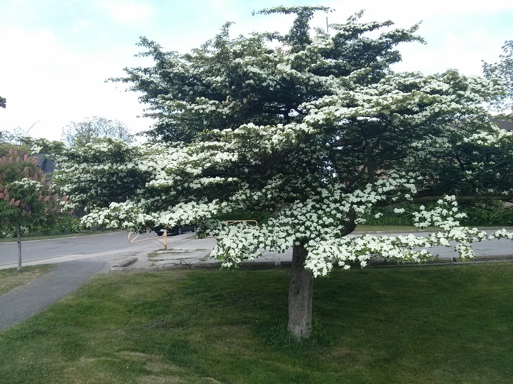 Rotary Peace Park | 25 Eleventh St, Etobicoke, ON M8V 2A7, Canada | Phone: (416) 338-4386