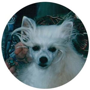All Creatures Pet Grooming | 48821 Yale Rd, Chilliwack, BC V4Z 0B1, Canada | Phone: (604) 795-9932
