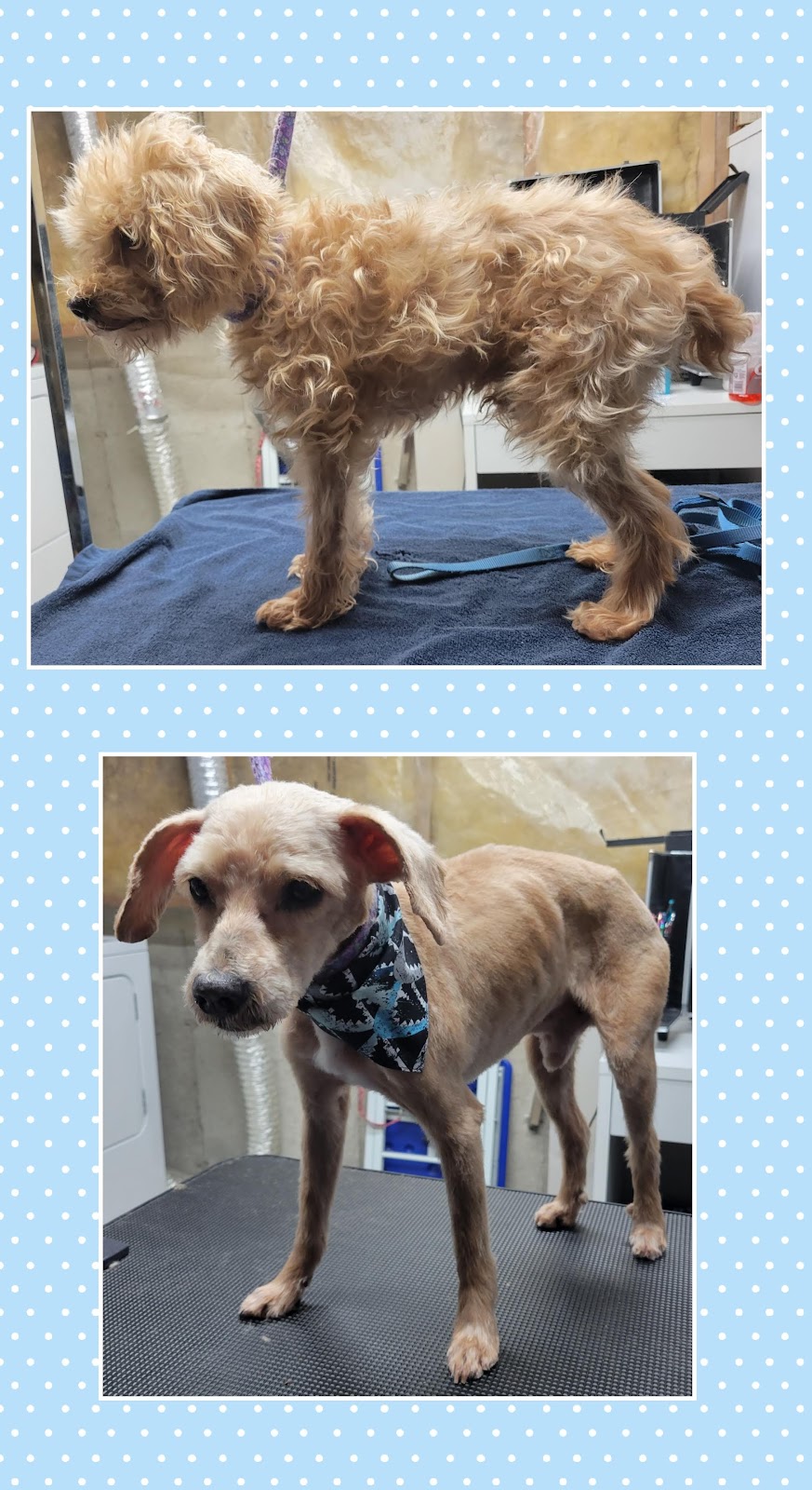 The Dapper Doodle Salon & Spa | 151 Bonaventure Dr, London, ON N5V 4M1, Canada | Phone: (519) 630-4754