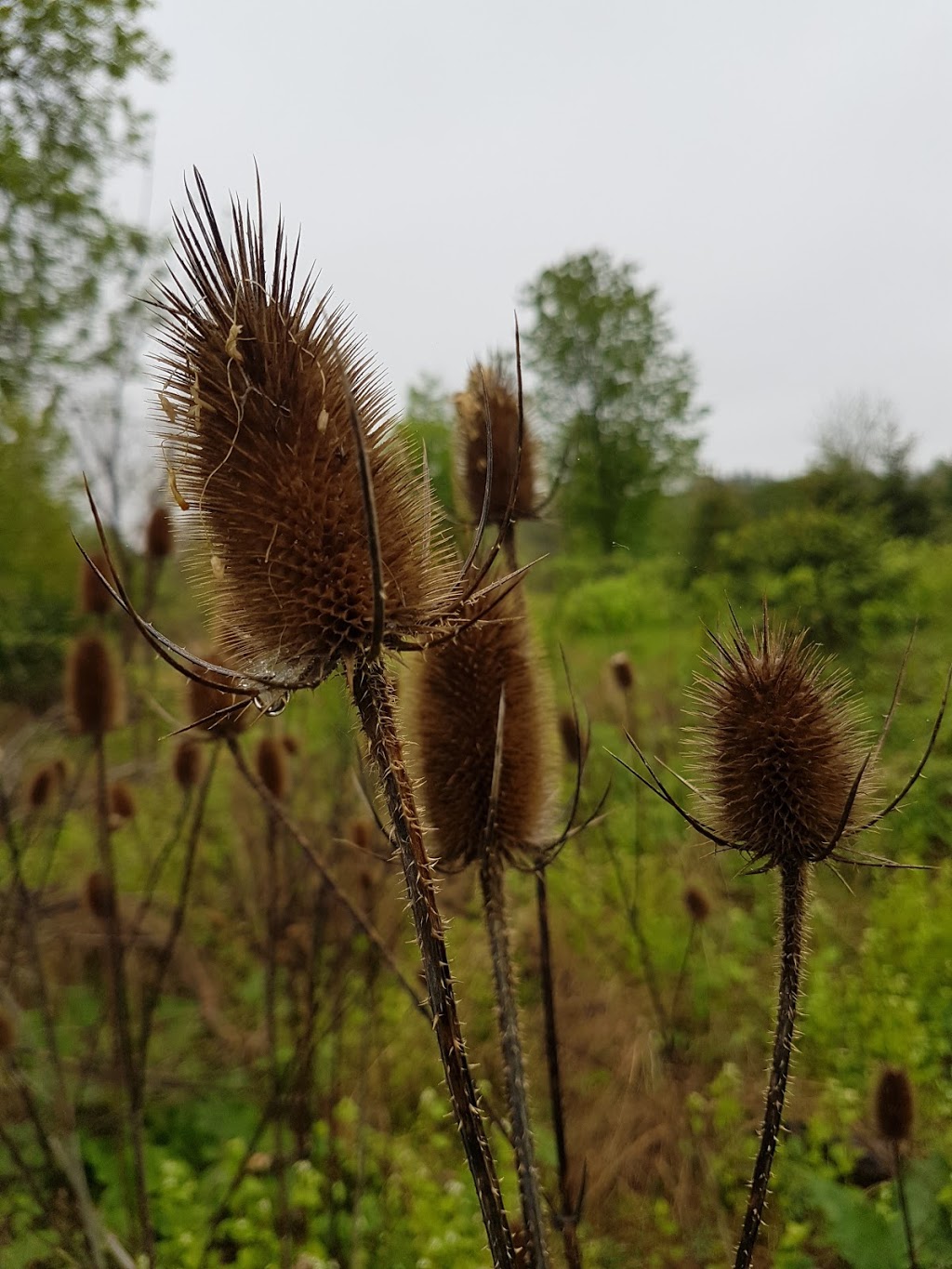 Dumfries Conservation Area | Dunbar Rd, Cambridge, ON N3H 4W6, Canada | Phone: (519) 621-3697