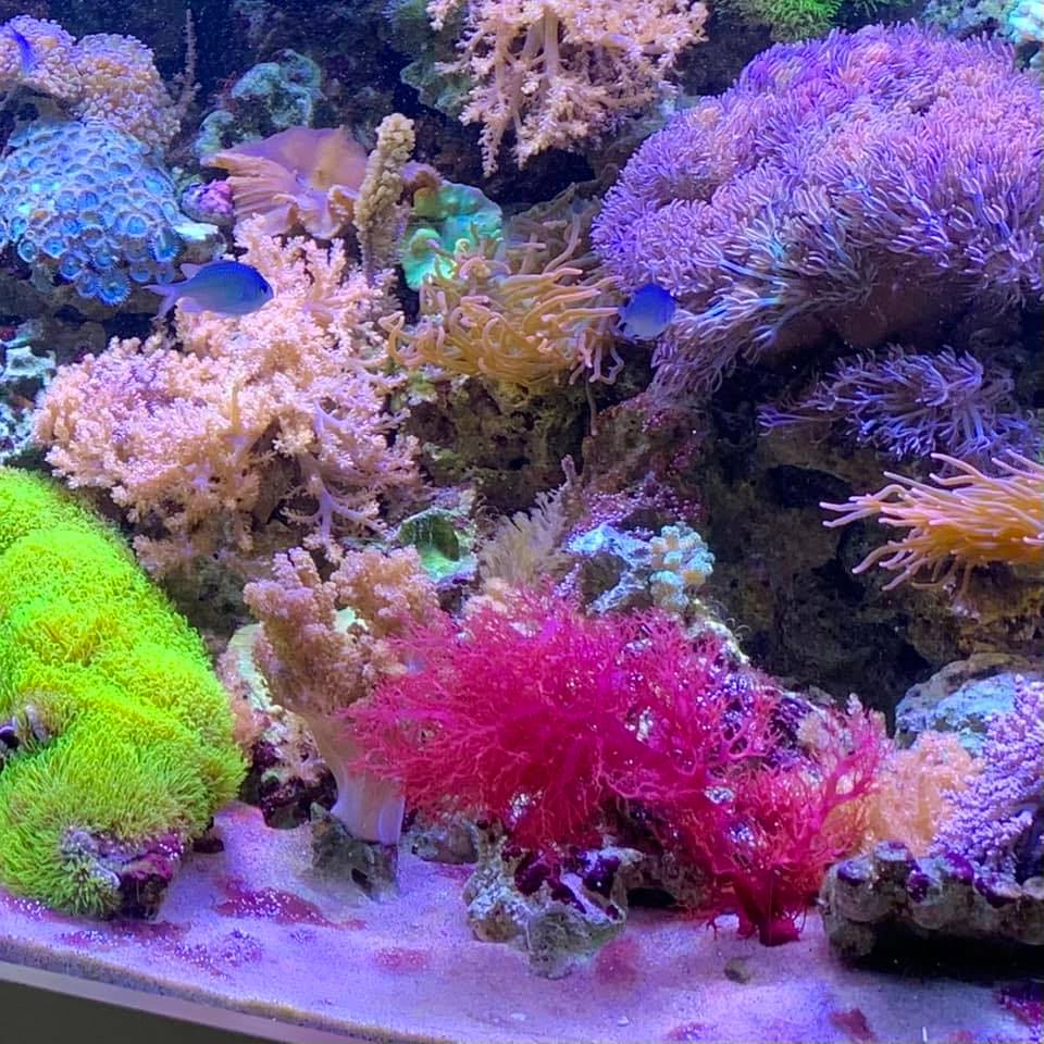 Real Reef Canada | 734 Hampton Hills Dr, High River, AB T1V 0E6, Canada | Phone: (403) 422-4663