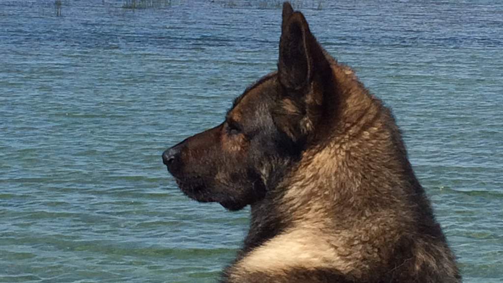 Rawsome Dogs The Real Deal | 1057 Parkinson Rd Unit 7, Woodstock, ON N4S 7W3, Canada | Phone: (519) 532-9901