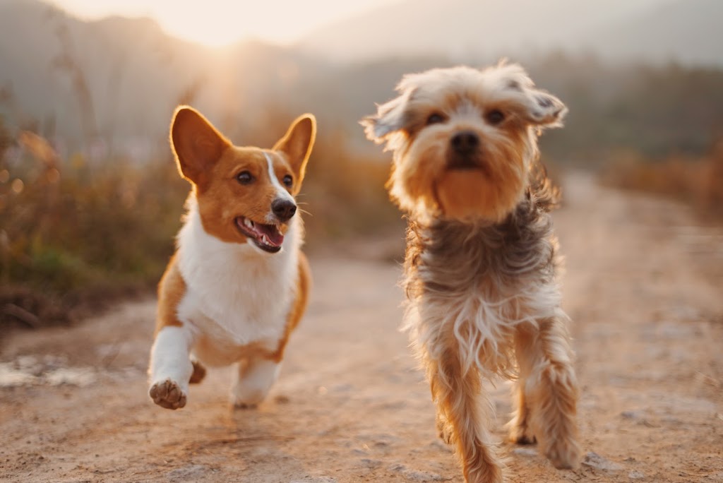Paw Parade Dog Walking | 1043 Rick Hansen Crescent, Ottawa, ON K4P 1M4, Canada | Phone: (613) 400-0338