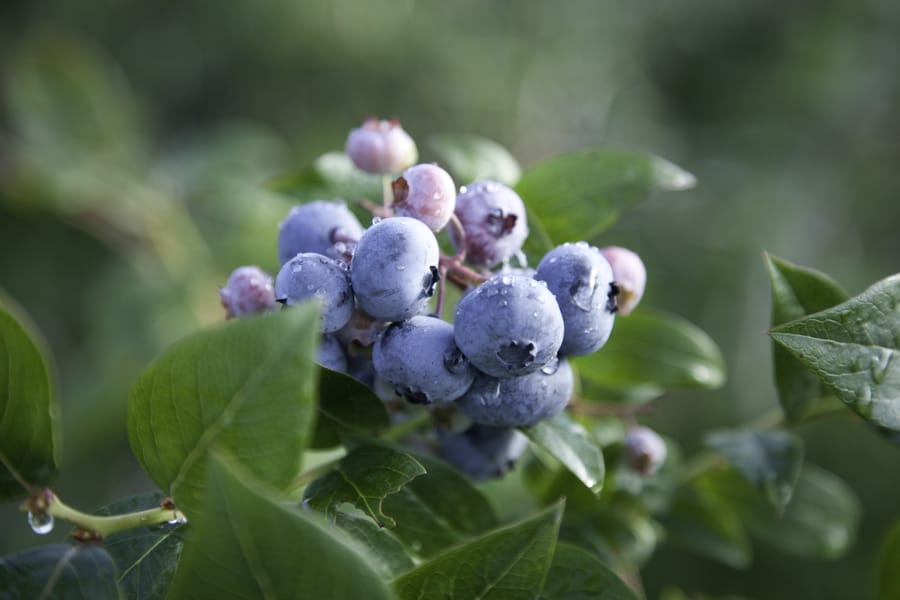 Blueberry Acres | 1225 Middle Dyke Rd, Centreville, NS B0P 1J0, Canada | Phone: (902) 582-1482