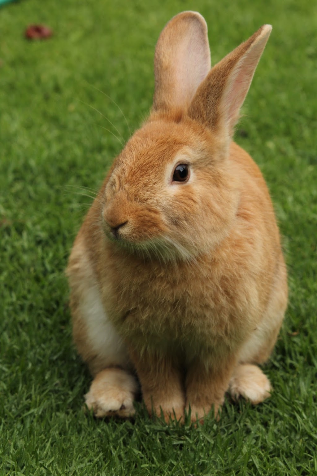 Pampered Pals Pet Care | 44 Evergreen Crescent, Wasaga Beach, ON L9Z 1B6, Canada | Phone: (705) 795-8523