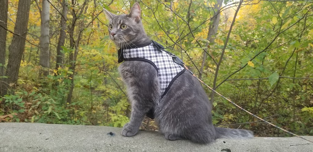 Windsor/Essex County Humane Society | 1375 Provincial Rd, Windsor, ON N8W 5V8, Canada | Phone: (519) 966-5751