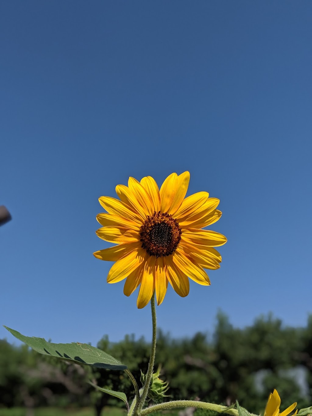 Hillside Orchards | 400-498 310th Ave, Osoyoos, BC V0H 1V5, Canada | Phone: (250) 485-7180