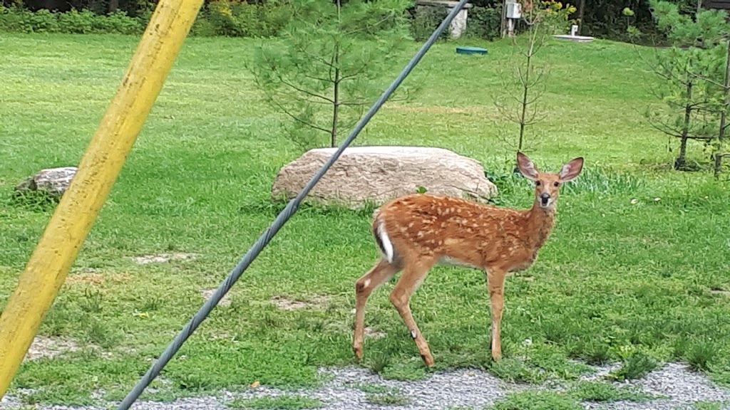 Fitzroy Provincial Park - Pine Grove Campground | 5201 Canon Smith Dr, Fitzroy Harbour, ON K0A 1X0, Canada | Phone: (613) 623-5159