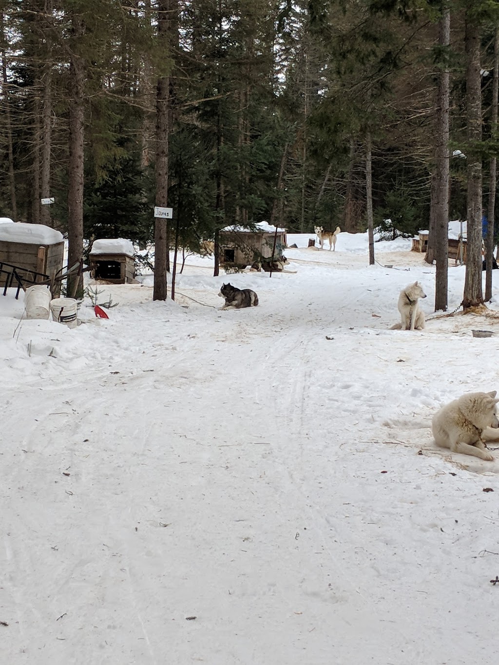 Siberlou | 749 Mnt de la Mer Bleue, LAscension, QC J0T 1W0, Canada | Phone: (819) 275-3957
