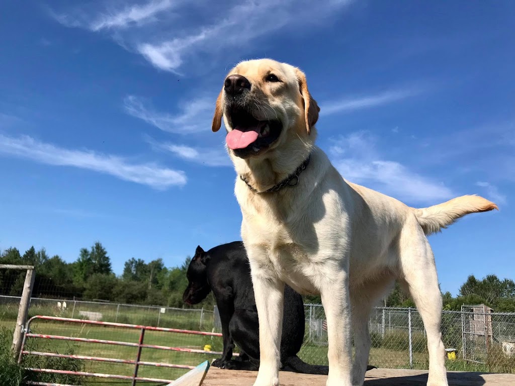Dog World Bedrock Kennels | 3904 March Rd, Carp, ON K0A 1L0, Canada | Phone: (613) 256-3649