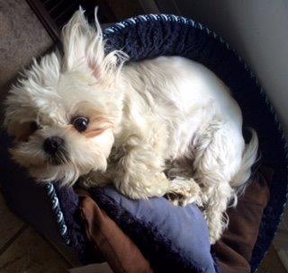 Besos Pet Salon | 1111 Cobden Rd, Ottawa, ON K2L 3M3, Canada | Phone: (613) 716-7387