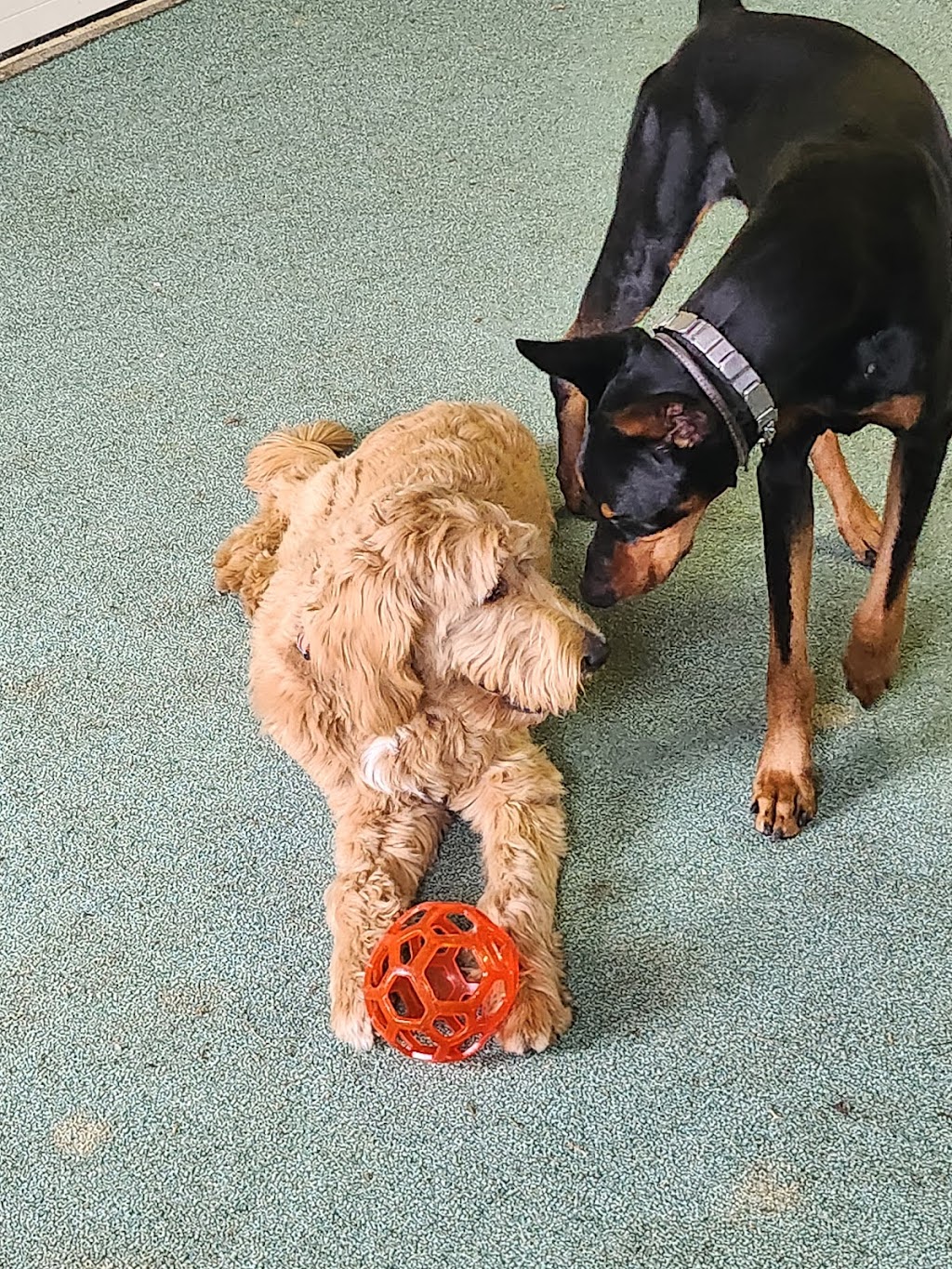 Eugene Dog Boarding and Training | 56A Mill St E, Acton, ON L7J 1H3, Canada | Phone: (647) 675-0958