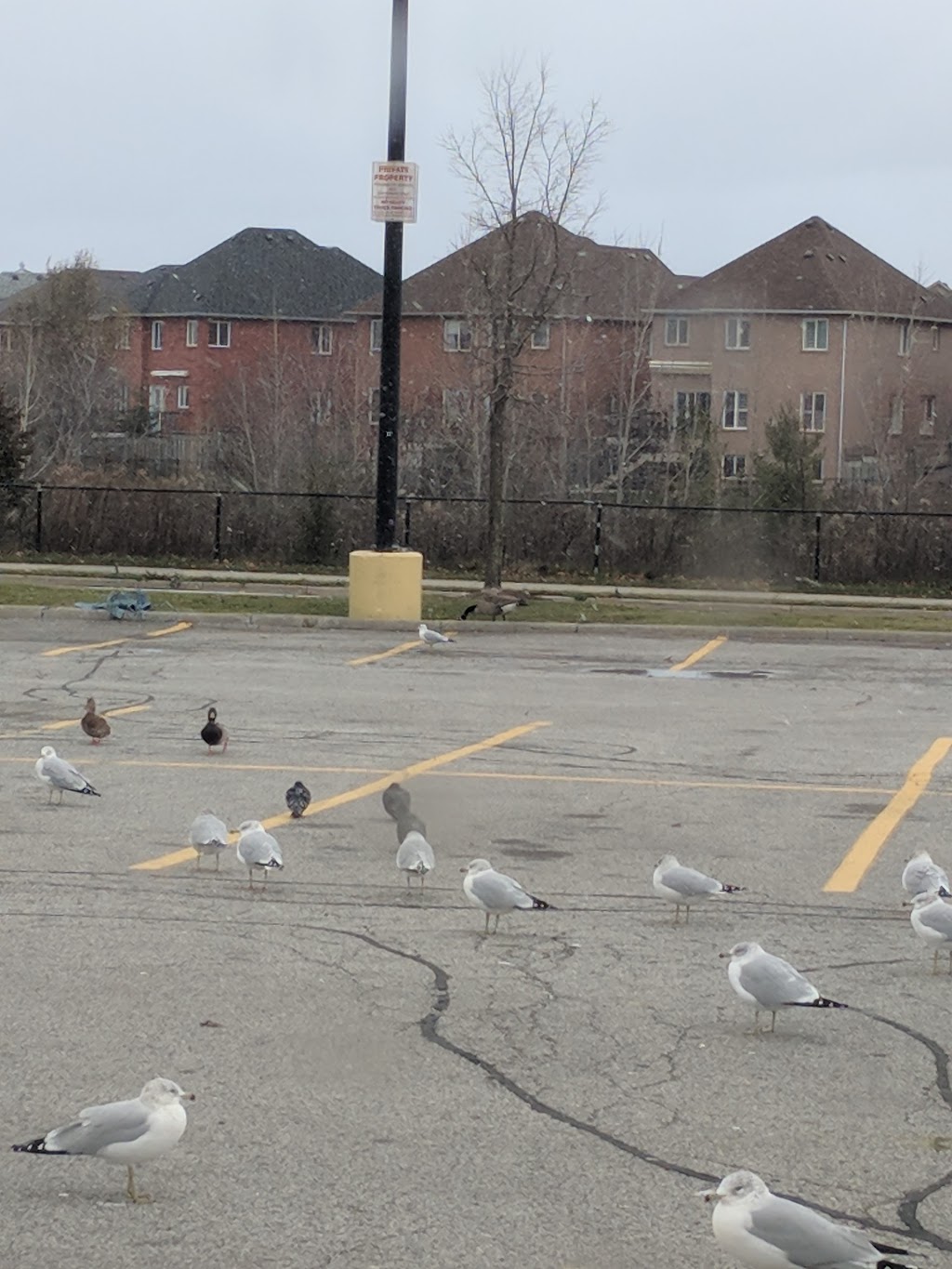 Walmart Vision Center | 1070 Major Mackenzie Dr E, Richmond Hill, ON L4S 1P3, Canada