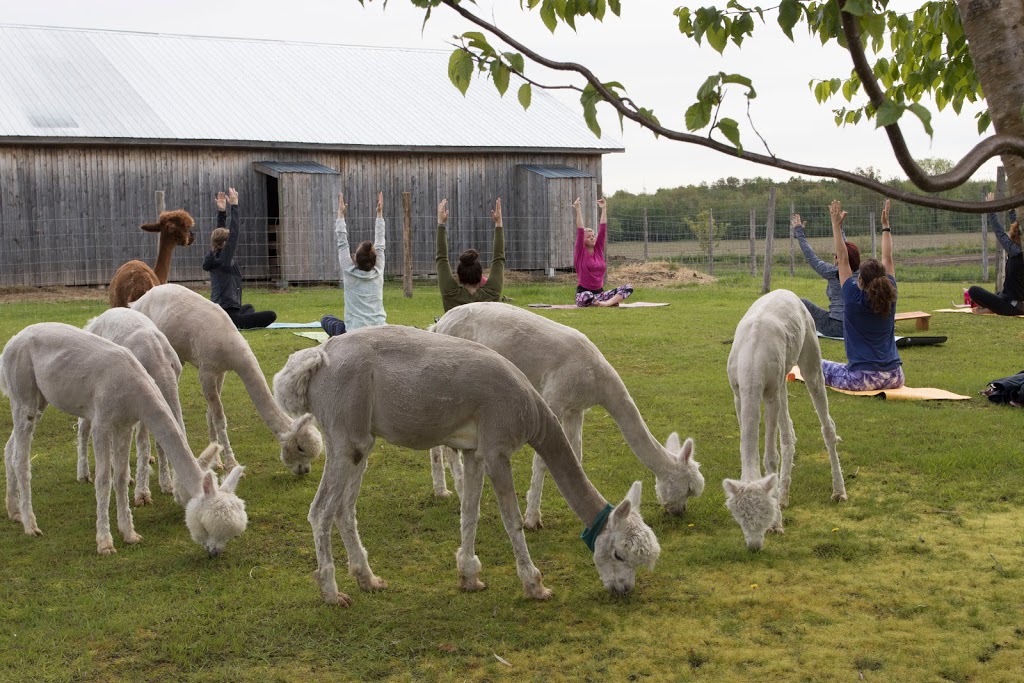 Alpagas Fibrefine | 714 Rang des Érables, Sainte-Eulalie, QC G0Z 1E0, Canada | Phone: (819) 817-3395